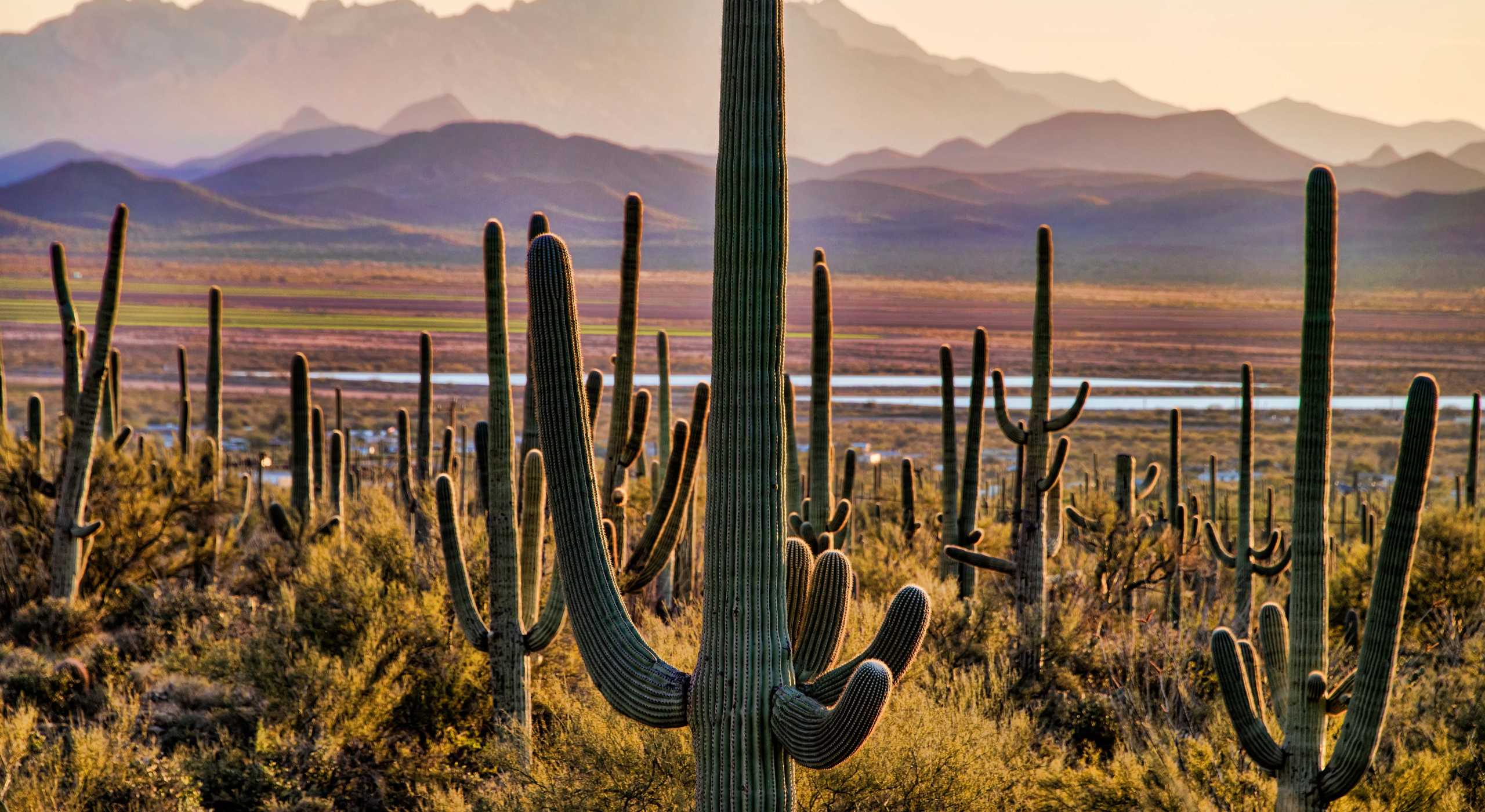 Saguaro